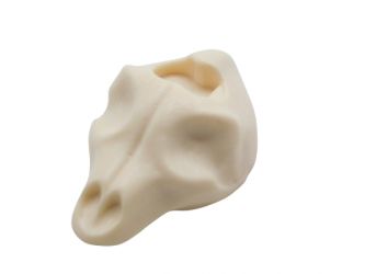 Schädel Skelett